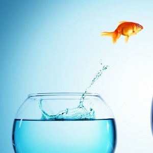 Fish out of water